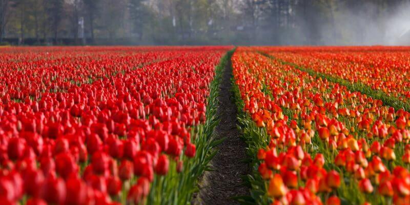 Dzień Kobiet i czerwone tulipany
